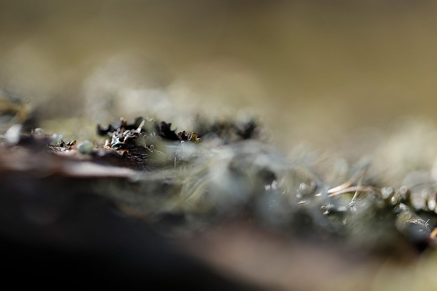 A variety of grey green lichens growing on a fallen birch tree