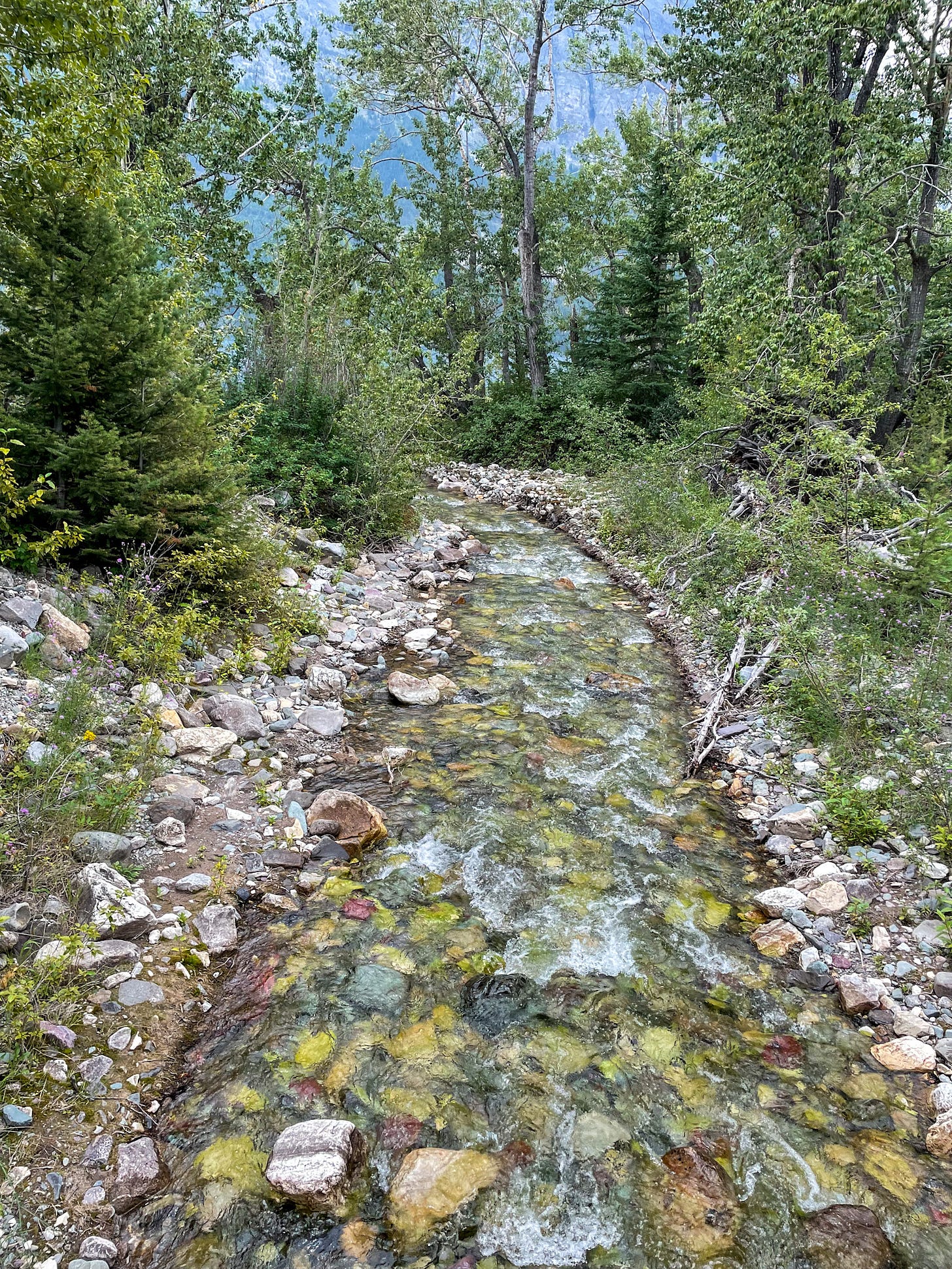 stream in an evergreen forest. Glacier NP