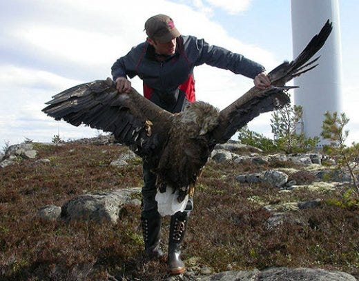 First Scottish White-tailed eagle killed by wind turbine in February. « Raptor Politics