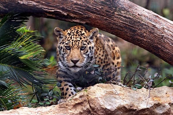 Jaguar Ready To Pounce - Feline Facts and Information