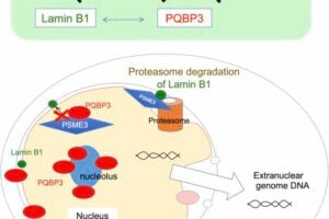 Researchers investigated the function of PQBP3, a protein that was previously linked to certain neurodegenerative diseases, and unveiled its role in maintaining the integrity of the nuclear membrane. In senescent (aged) cells, PQBP3 concentration is decreased thereby promoting Lamin B1 degradation, and PQBP3 leaks from its typical place in the nucleolus to the cytosol, which in turn causes the nuclear membrane to get destabilized.