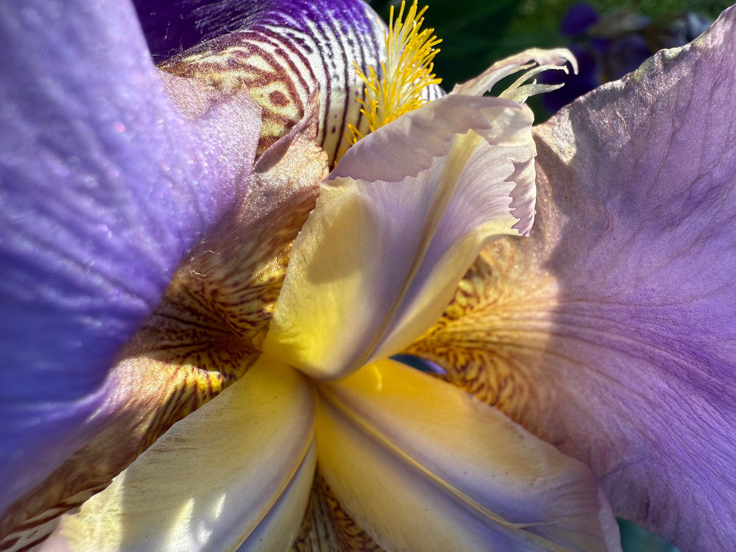 Close-up purple bearded iris.