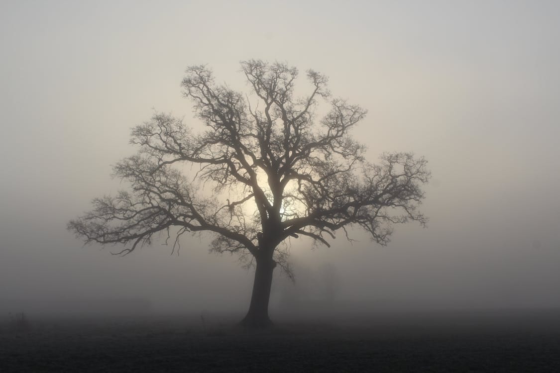 Free Captivating misty scene of a lone oak tree in a foggy winter morning Stock Photo
