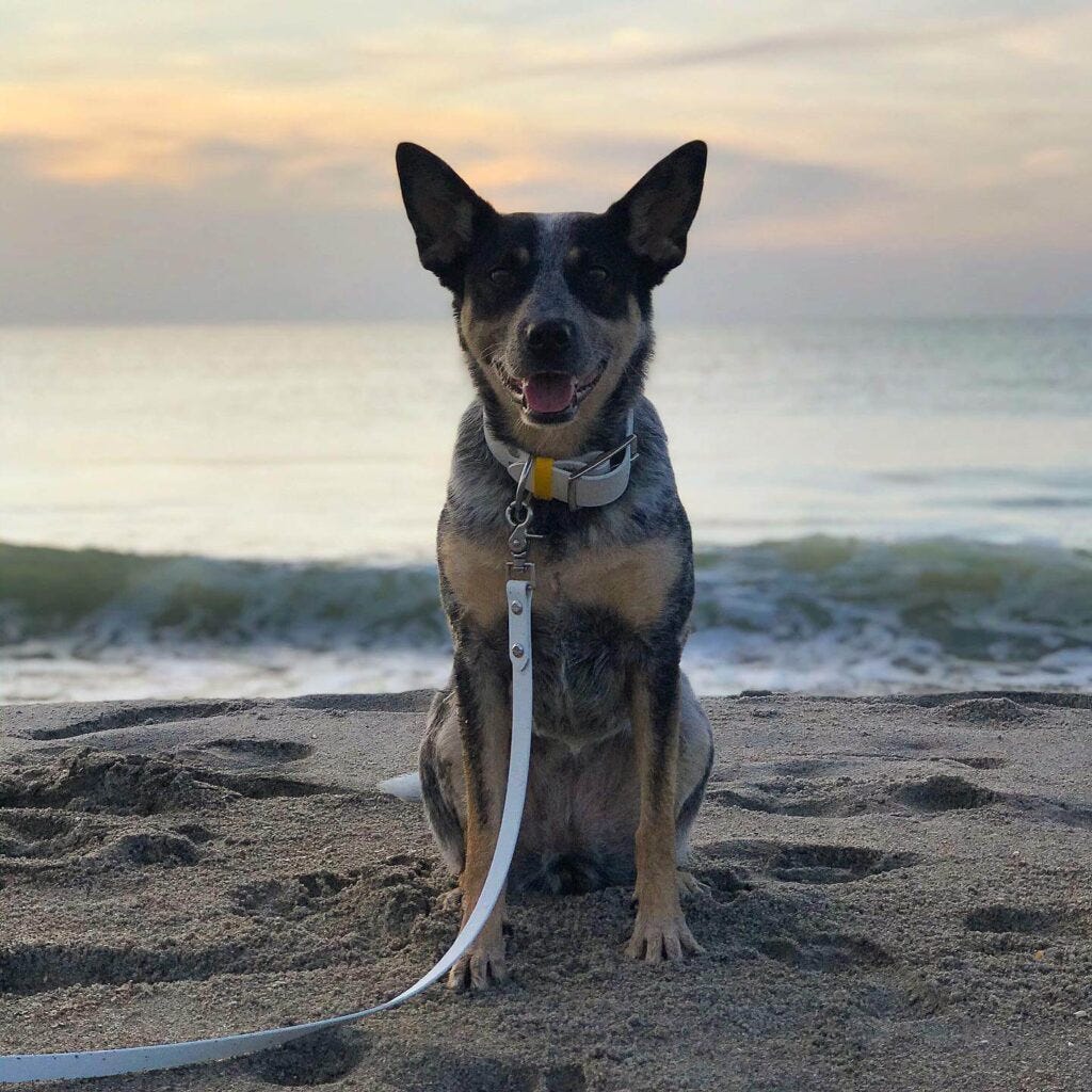 Scout the Australian cattle dog posing in front of a gorgeous sunrise on dog-friendly Cocoa Beach