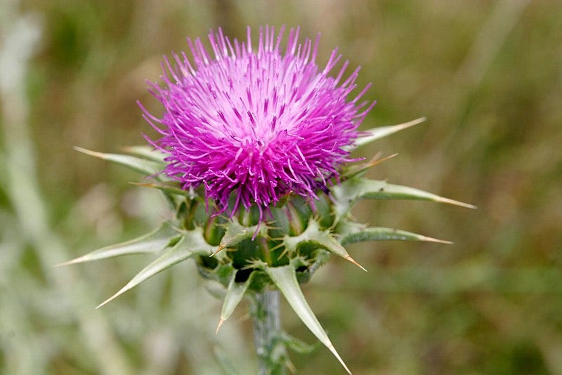 File:Milk thistle.jpg - Wikipedia