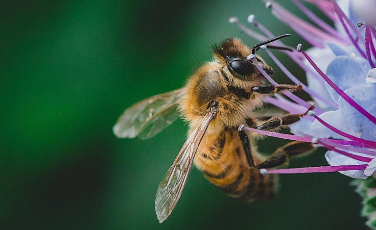 First vaccine for honeybees approved