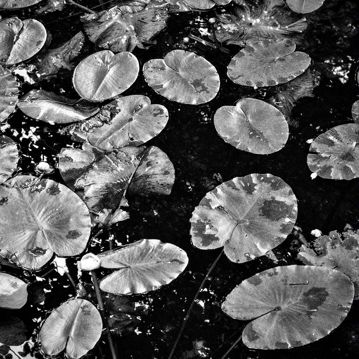 water lilies in speckled direct sunlight