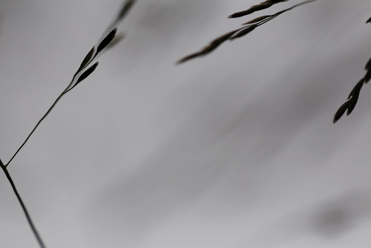 Abstract monochromatic close up of Deschampsia cespitosa panicle (tufted hair grass)