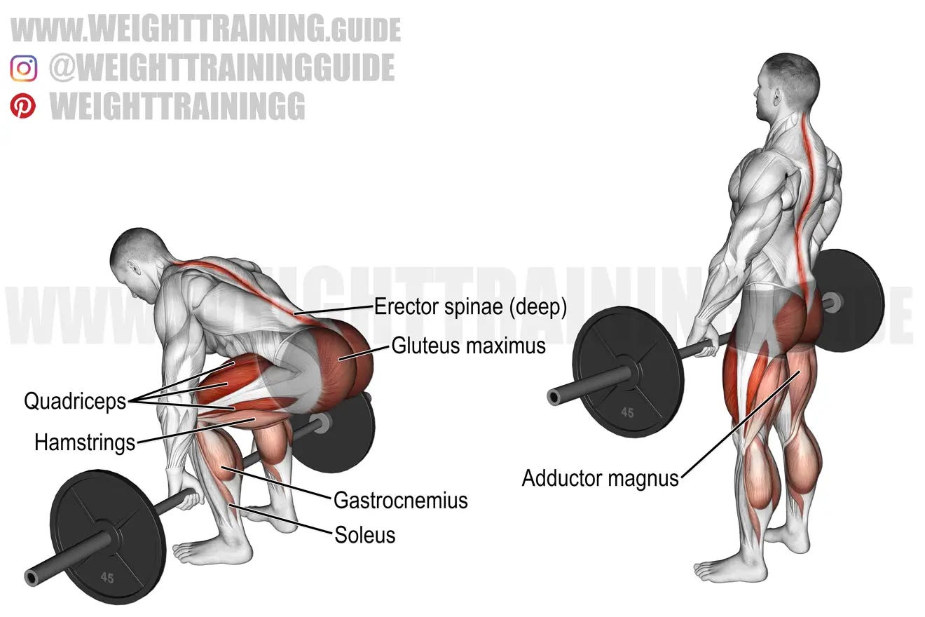 Barbell deadlift exercise instructions and video | Weight Training Guide