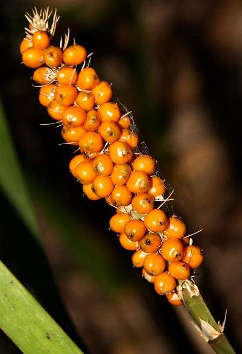Lomandra spicata [orange seeds].jpeg