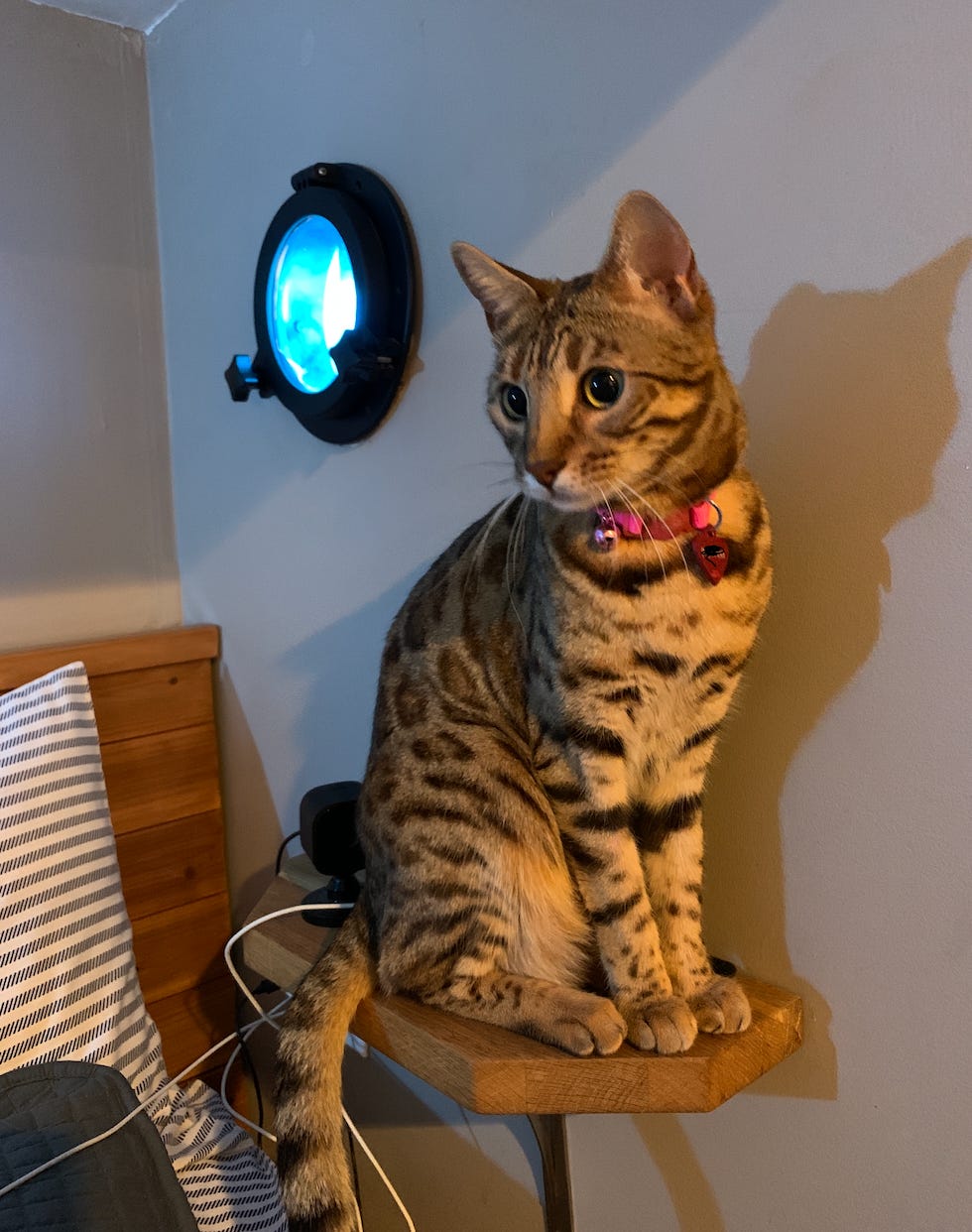 cat - bengal - airbnb- captains quarters - captain toebeans - airbnb - pet friendly - accommodation