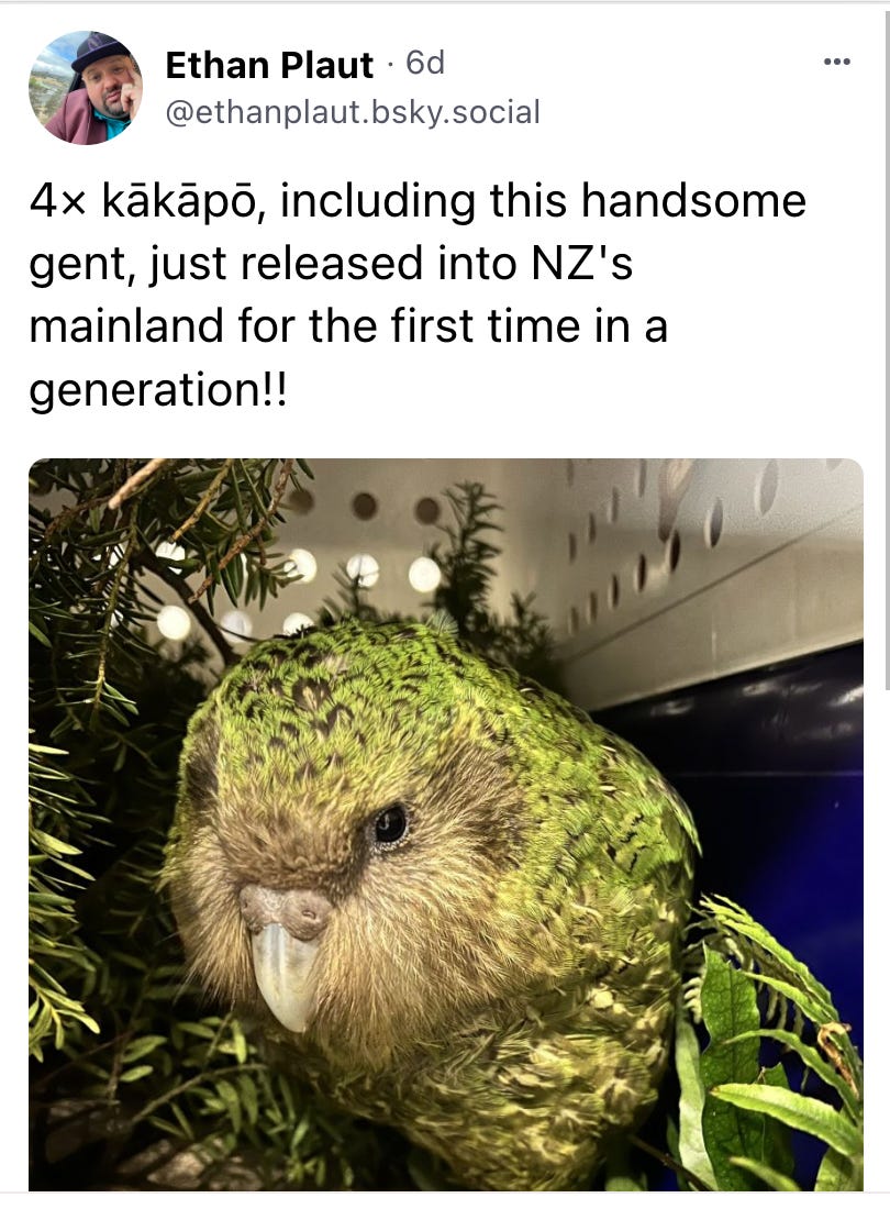 4× kākāpō, including this handsome gent, just released into NZ's mainland for the first time in a generation!! 