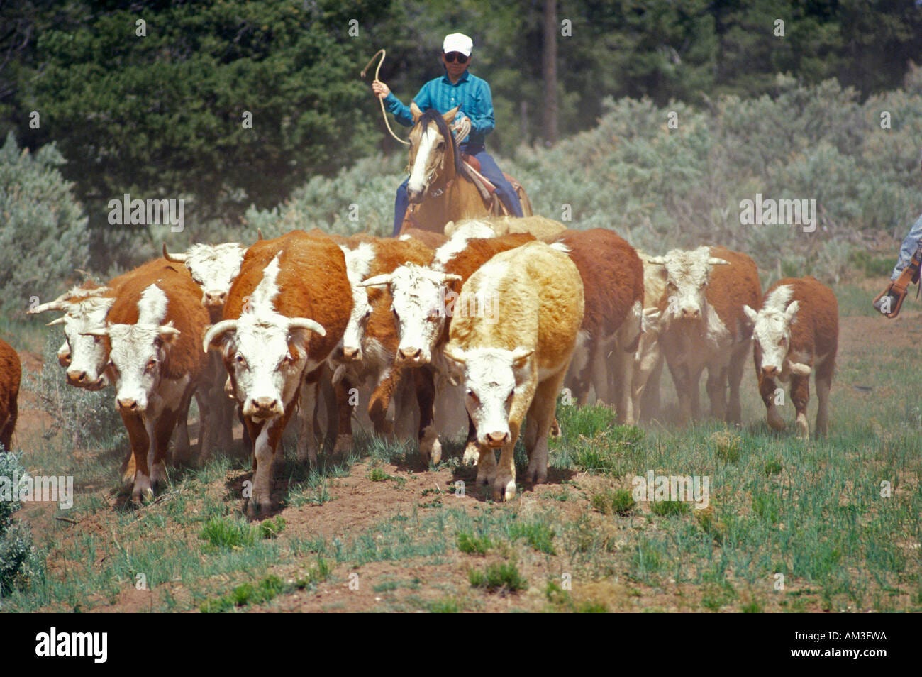 Navajo cowboys herding cattle on cattle drive AZ Stock Photo - Alamy