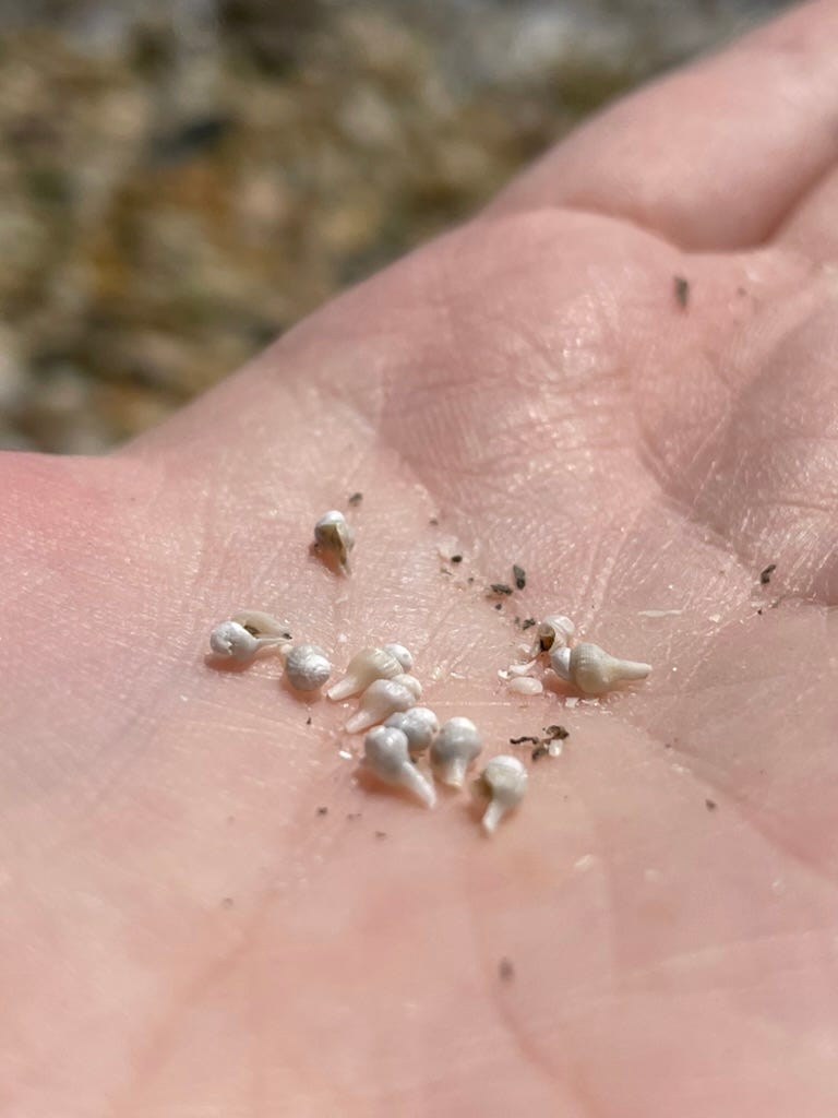 Whelk casings in the palm of hand.