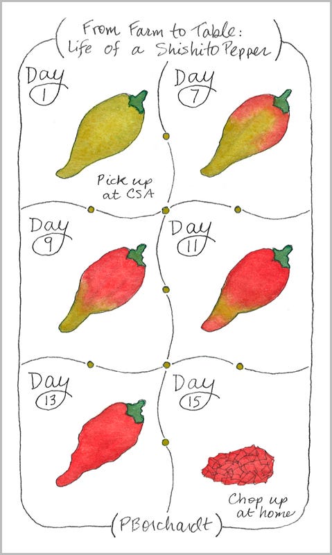 From Farm to Table: Life of a Shishito Pepper (pen & watercolor)