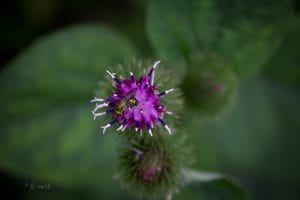 burdock, wild edible plant