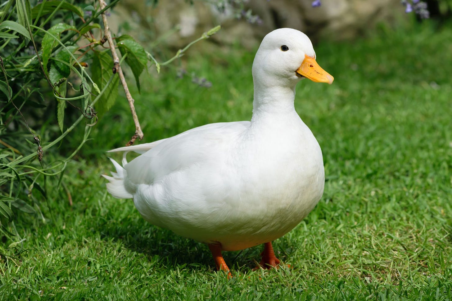How To Keep Ducks - Duck Keeping Tips For Beginners