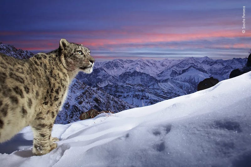 leopardo de las nieves que ha resultado ganador del Wildlife Photographer of the Year
