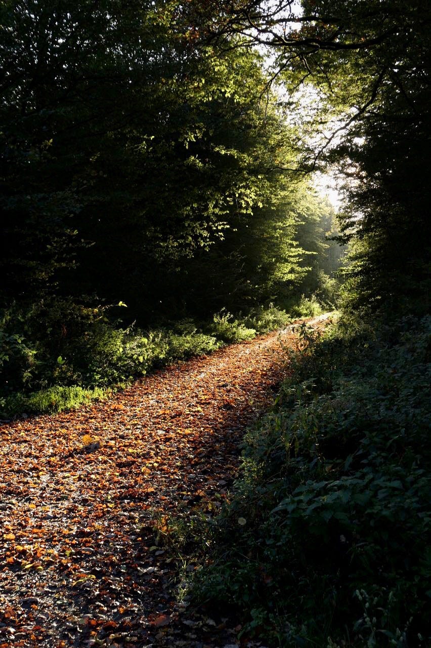 Bild zeigt einen Waldweg umgeben von grünen Bäumen, die Sonne scheint so, dass sie den Weg beleuchtet, jedoch nicht die Bäume.