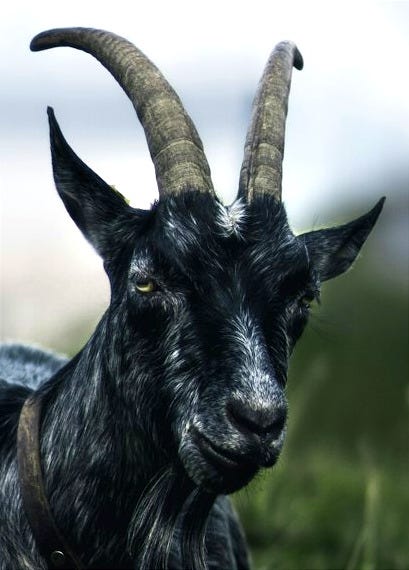 selective focus photography of black goat lying on grass during daytime