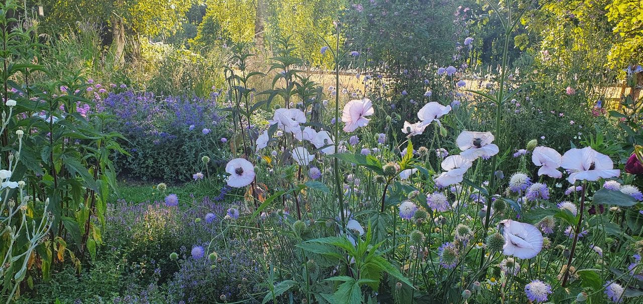 Poppies, chinos and cottage garden plants in the morning light