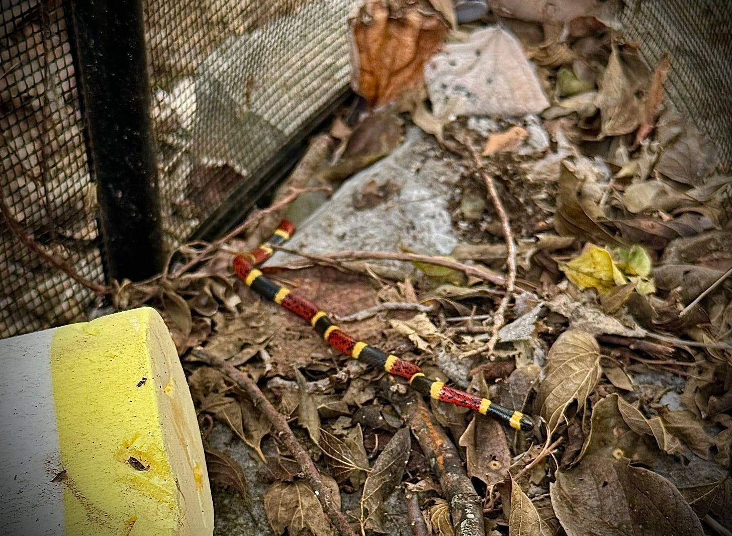 Coral snake in leaf litter