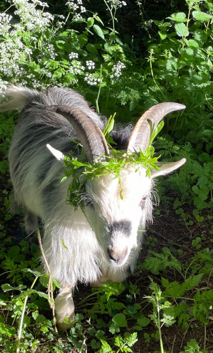 A goat in wildflowers