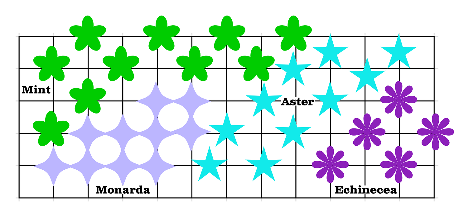 Planting plan for sunny meadow garden with aster, echinecea, and monarda