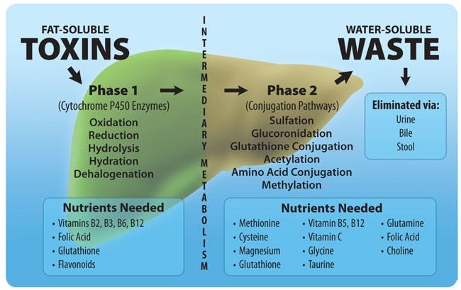 How The Liver Detoxifies: - Boise Natural Health Clinic