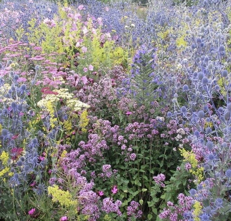 This may contain: many different types of flowers in a field