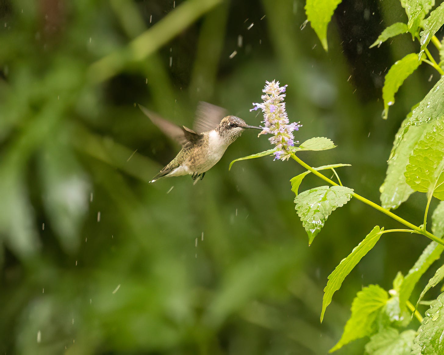 Although a gentle rain is falling, the hummingbird is sticking its beak into an anise hyssop, which has light purple flowers.