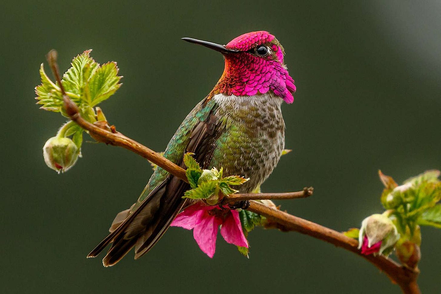 Easy and Safe Perches for Hummingbirds