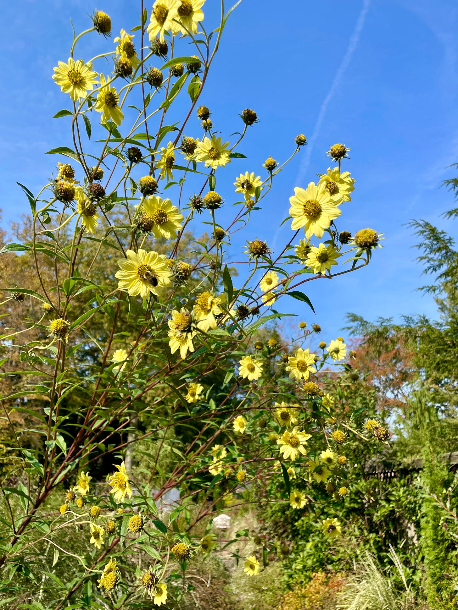 Helianthus ‘Lemon Queen’ towering over everything else in the Long Border this month with its soft yellow flowers. 