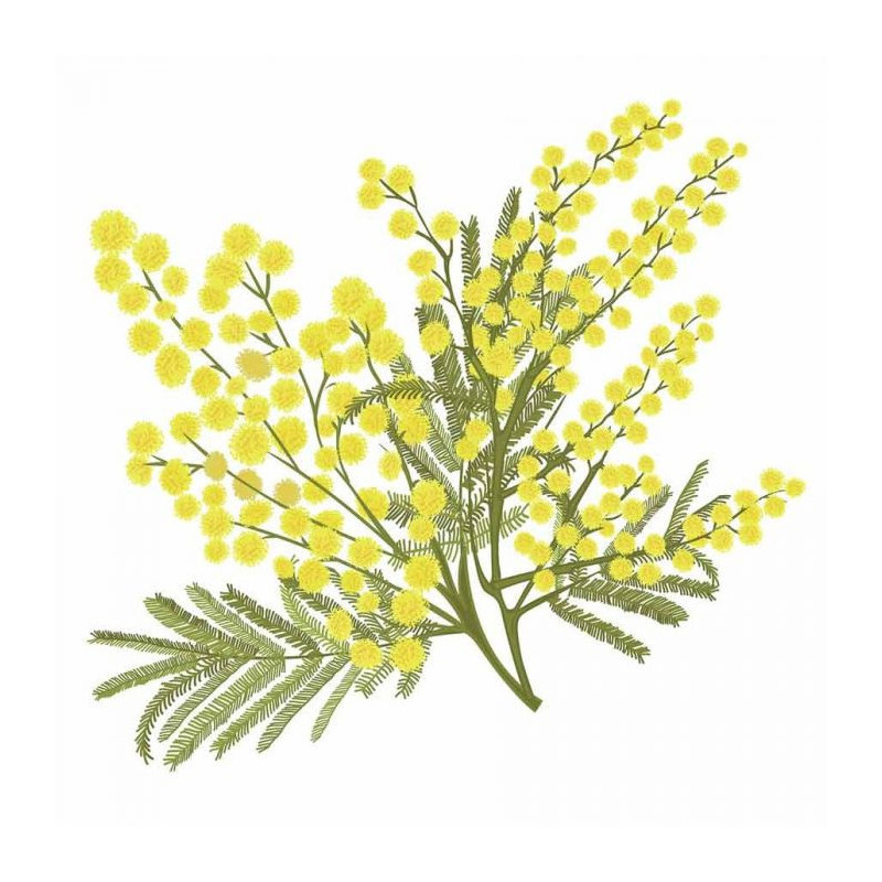 Representation of a winter mimosa : acrylic glass painting