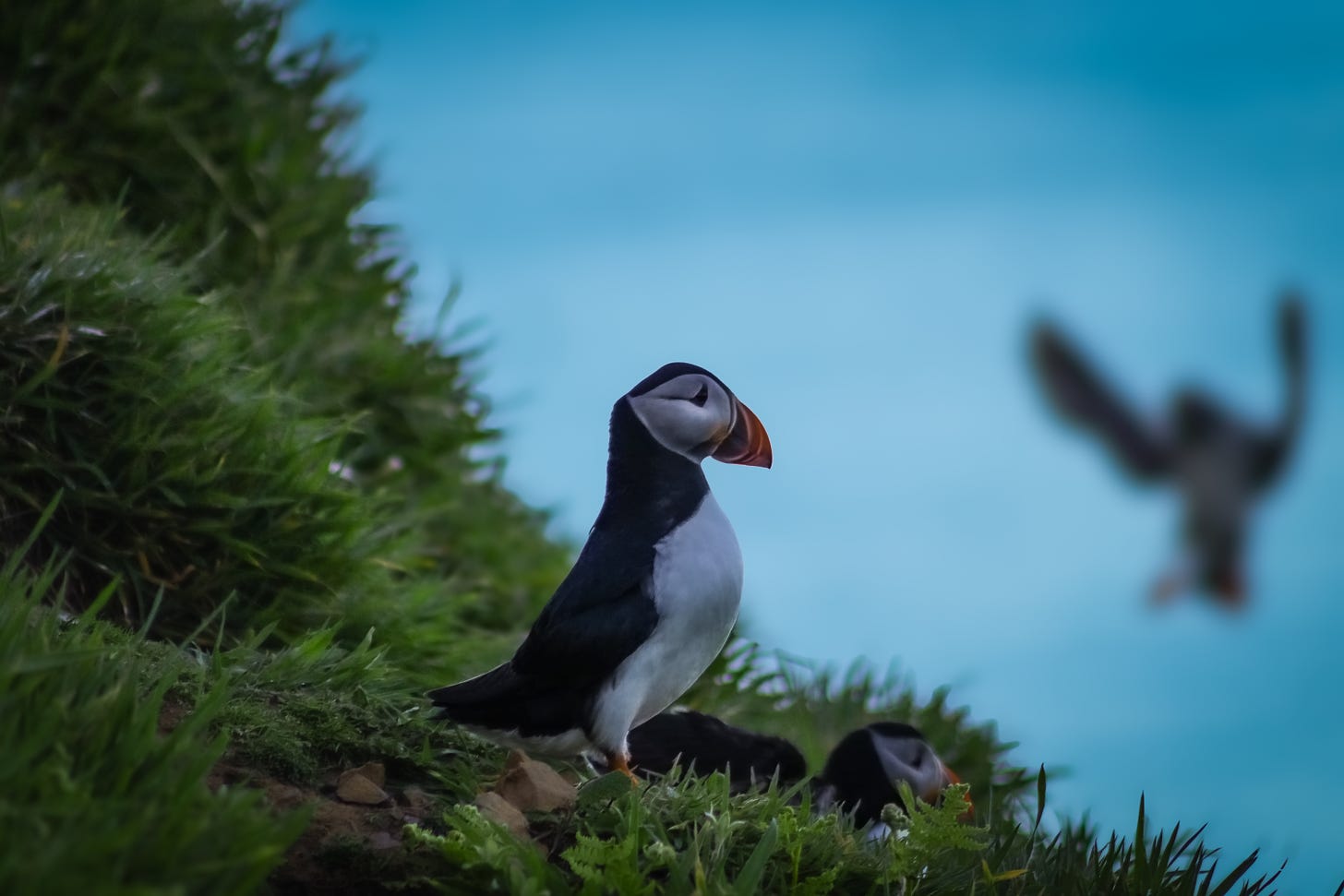 Puffins of Skomer