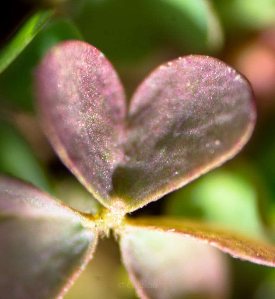 Heart-shaped leaf of an oxalis plant, at very high magnification using reverse-lens macro photography. 