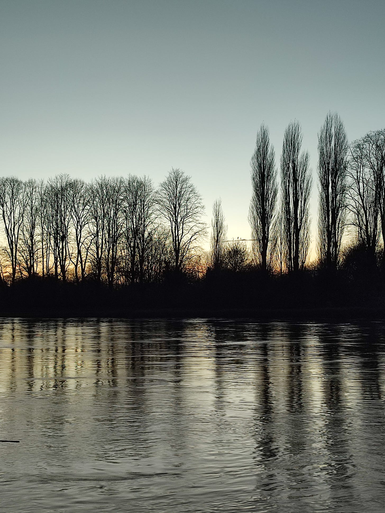 Silhouette of trees against a wintry afternoon blue sky, fast river Thames flowing in the foreground.