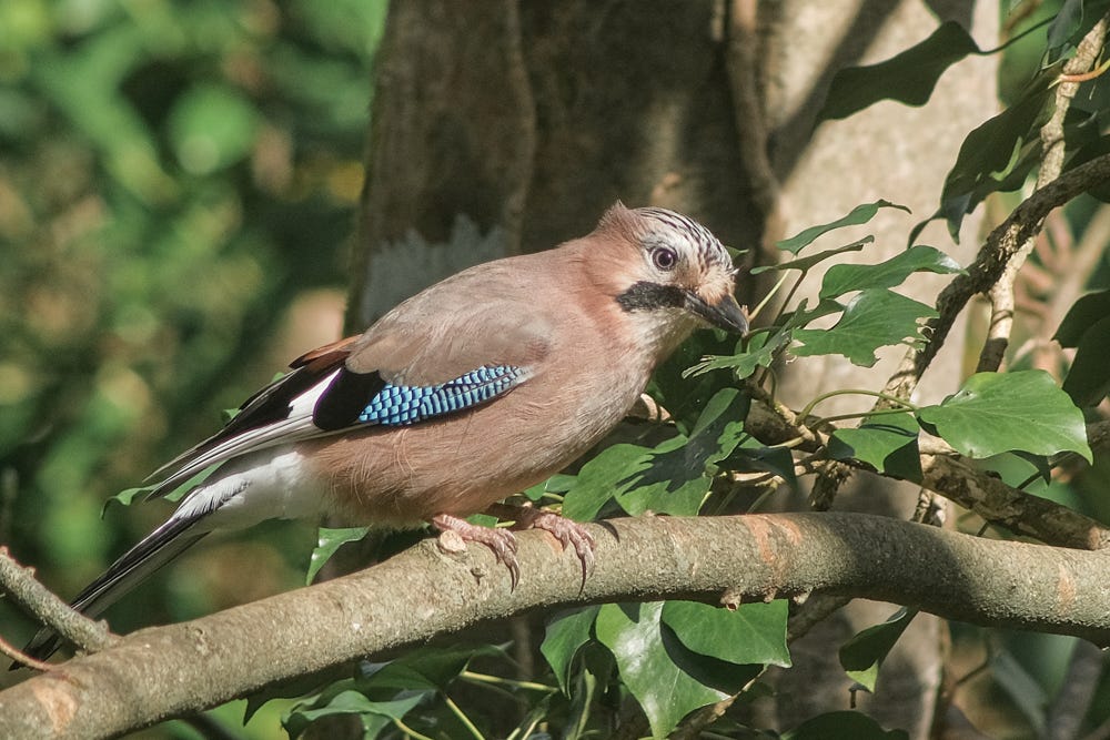 Photo of a jay sitting on a branch.