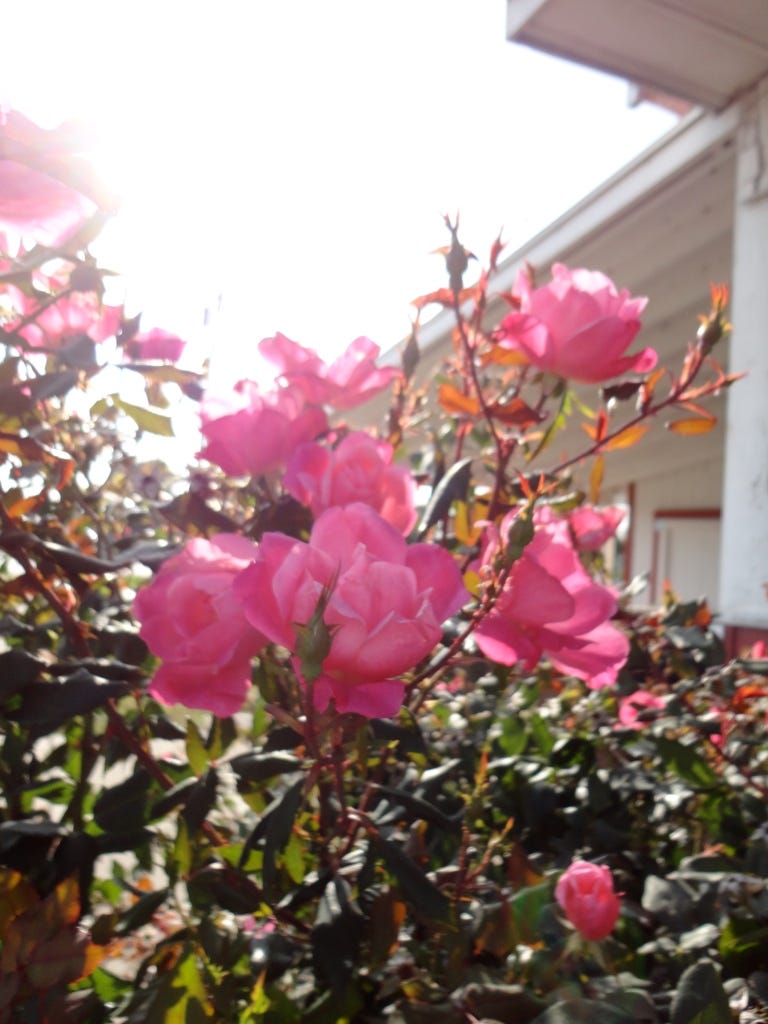 Love these multi-blooming roses, very common in Ohio. 