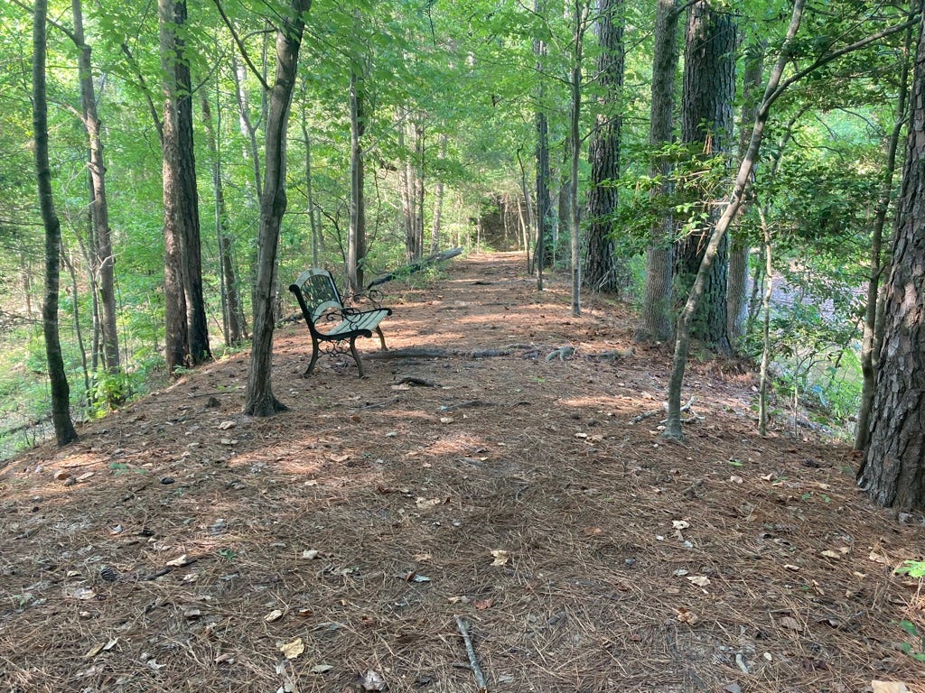 trail through the woods running away from viewer, lined by single trees, bench on trail