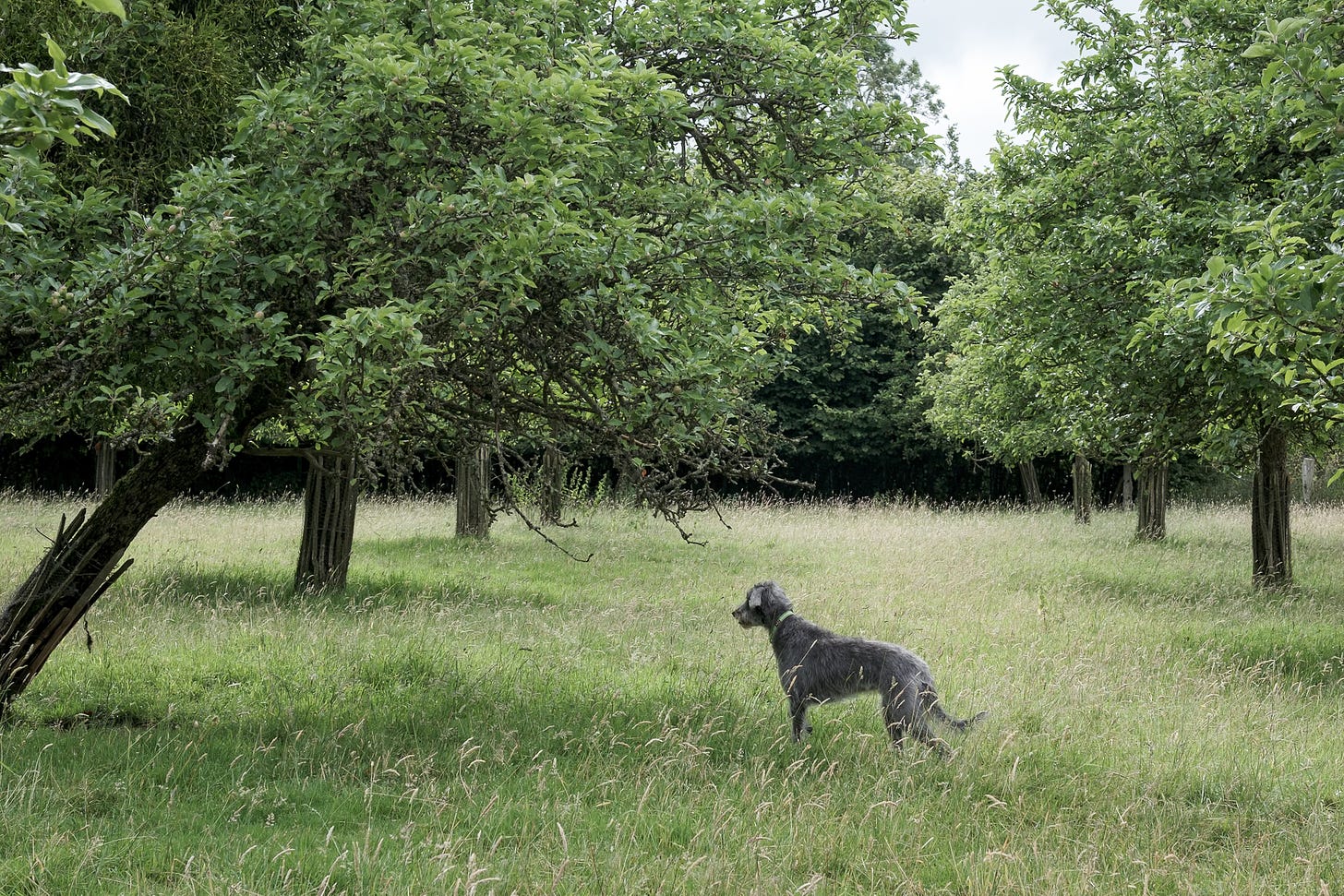 A Bedlington Whippet Lurcher standing to attention in an ancient apple orchard