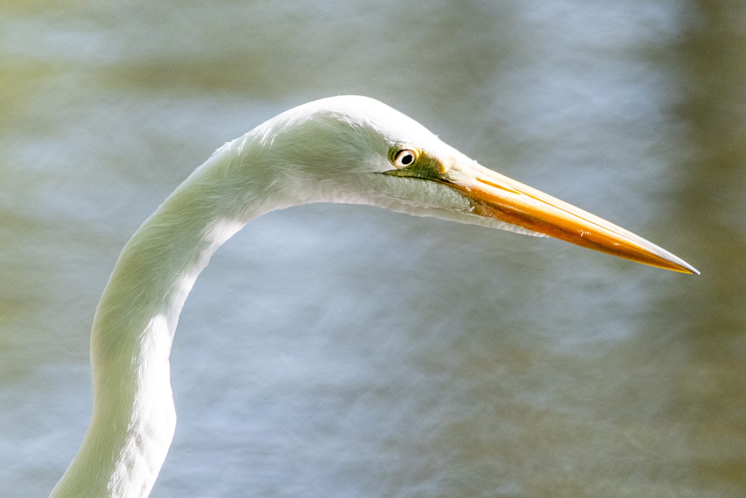 A close-up on the head and neck of a great egret, lit from above by the sun and from below by the reflection off the water