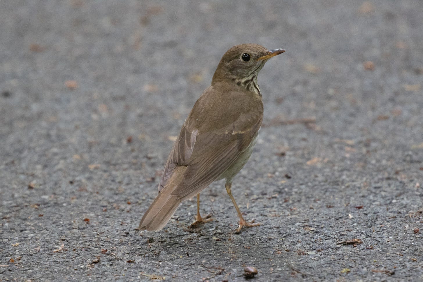 a plain brown songbird with a brown-spotted belly standing on pavement, facing right, looking back at the camera over its shoulder