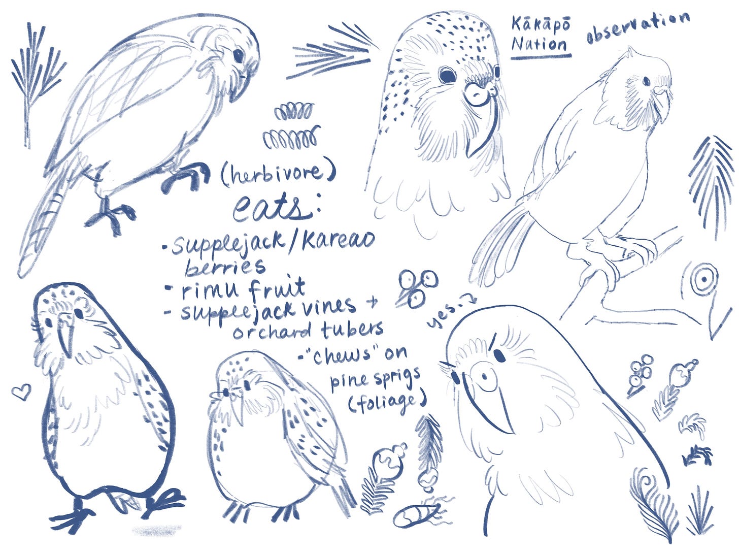 kakapo sketches and notes by Kayla Stark