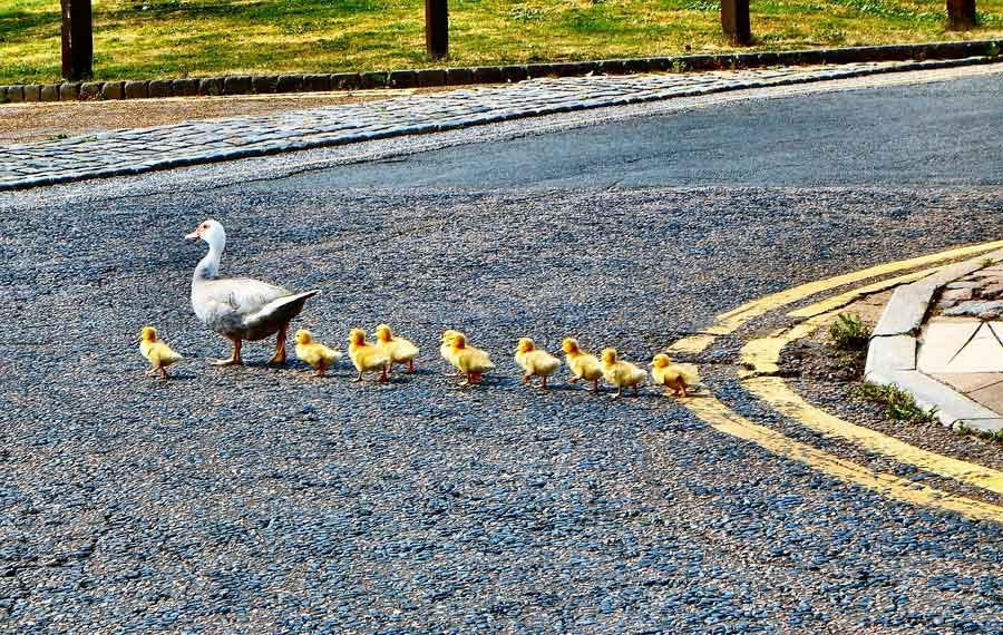 ducklings following mother across a road