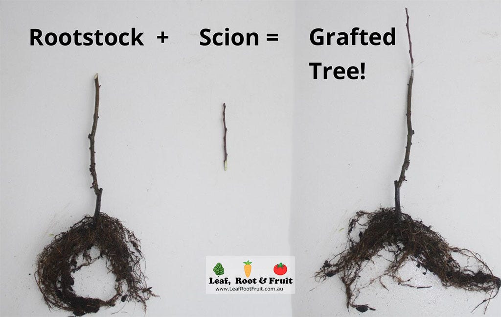 Grafting Fruit Trees Rootstock Guide