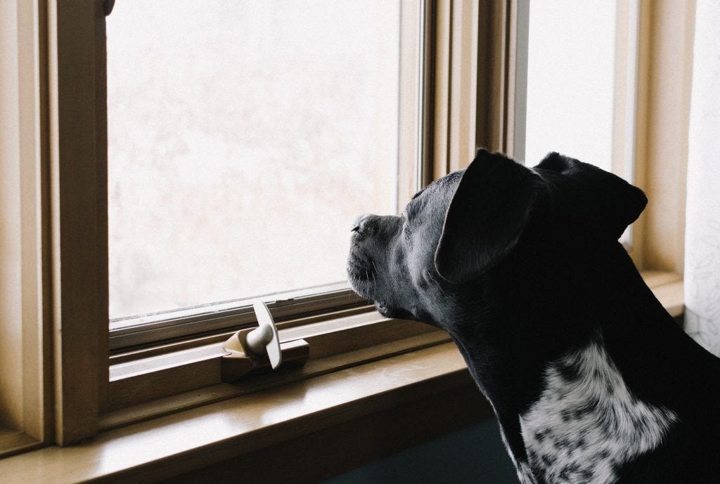 Tips to Stop Your Dog from Barking At Delivery People - Dogtopia