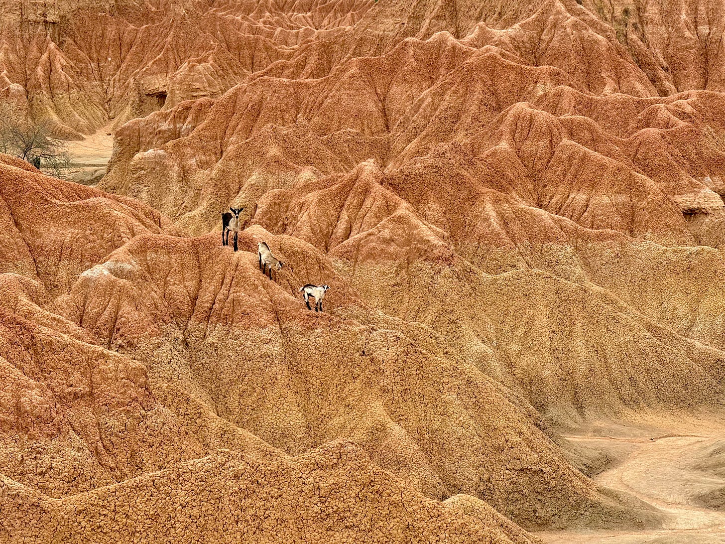 Tres cabras en el desierto de Tatacoa. Foto propia. 