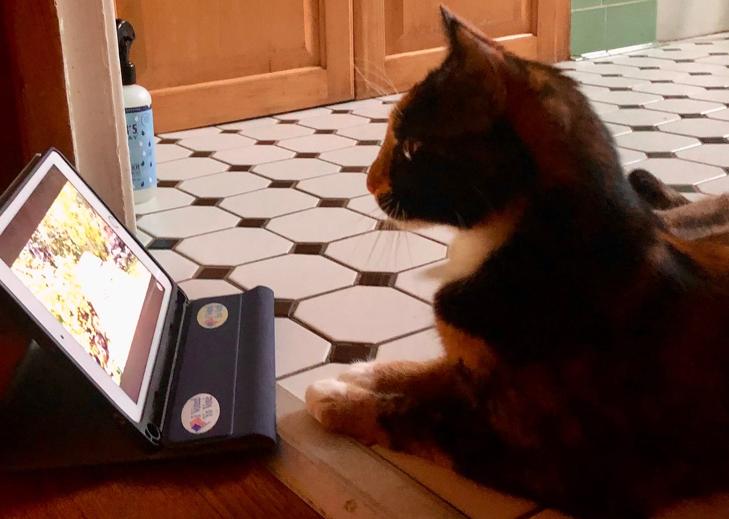 Cat watching ipad