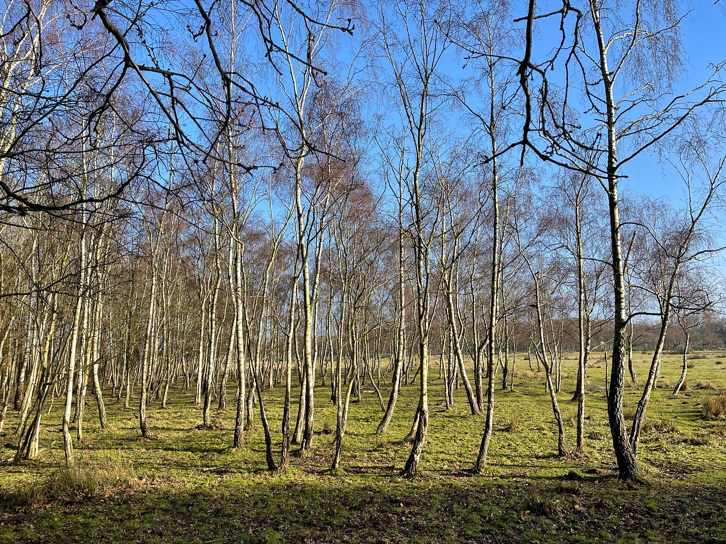 birch trees in green field